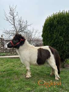 Prodajem poni pastuva